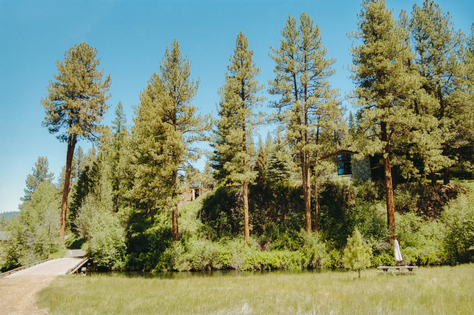 A Central Oregon meadow, river, and pines at the light Holly paints